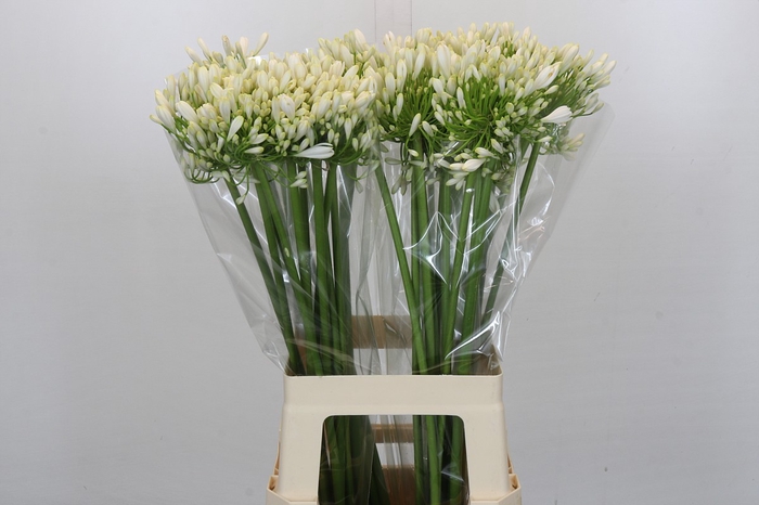<h4>Agapanthus White Heaven</h4>
