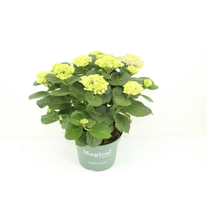 Hydrangea Magical Evolution blauw