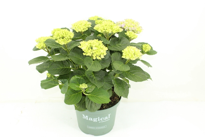 <h4>Hydrangea Magical Evolution blauw</h4>