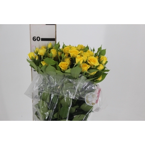 ROSA SPRAY SUNTAN 060 CM