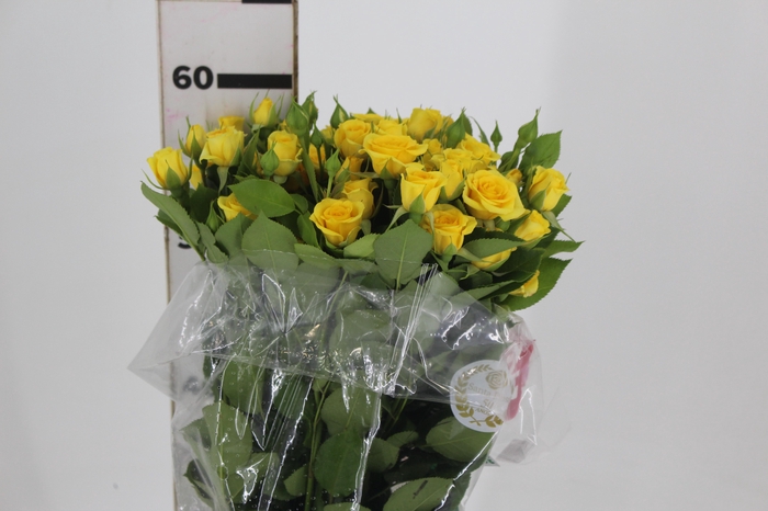 <h4>ROSA SPRAY SUNTAN 060 CM</h4>