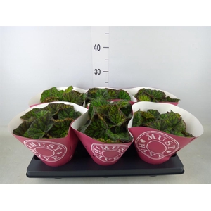 Begonia BD 'Lime Fever'