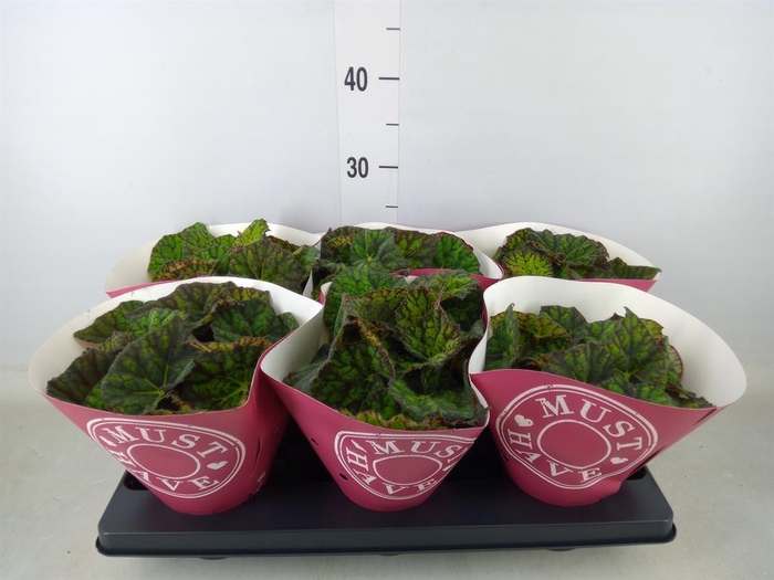 <h4>Begonia BD 'Lime Fever'</h4>