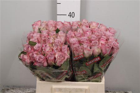 <h4>R Gr Memory Lane!</h4>