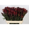 Leucadendron Safari Sunset