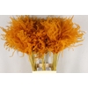 DF Miscanthus 90cm Orange