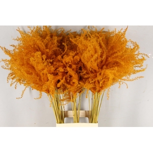 DF Miscanthus 90cm Orange