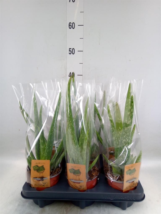 <h4>Aloe vera</h4>