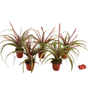 Tillandsia Flabellata