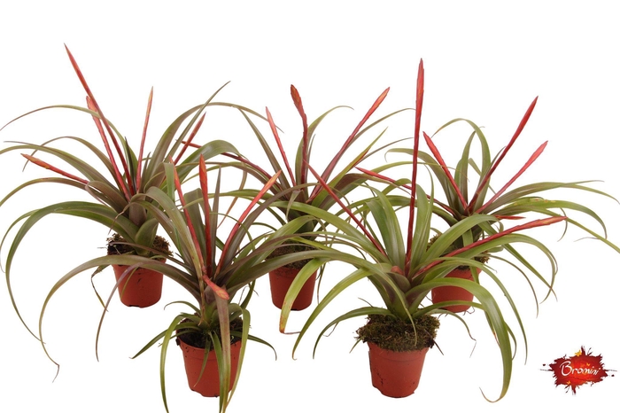 <h4>Tillandsia Flabellata</h4>