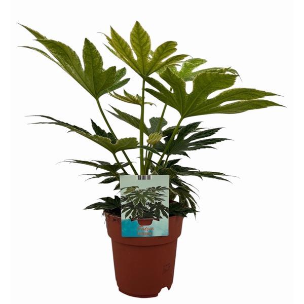 <h4>Fatsia Spiderweb</h4>