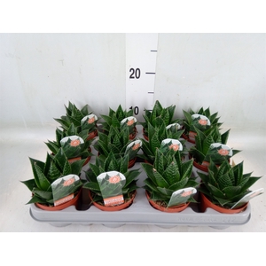 Aloe aristata 'Cosmo'