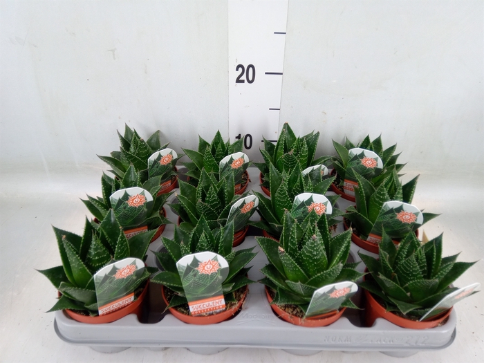 <h4>Aloe aristata 'Cosmo'</h4>