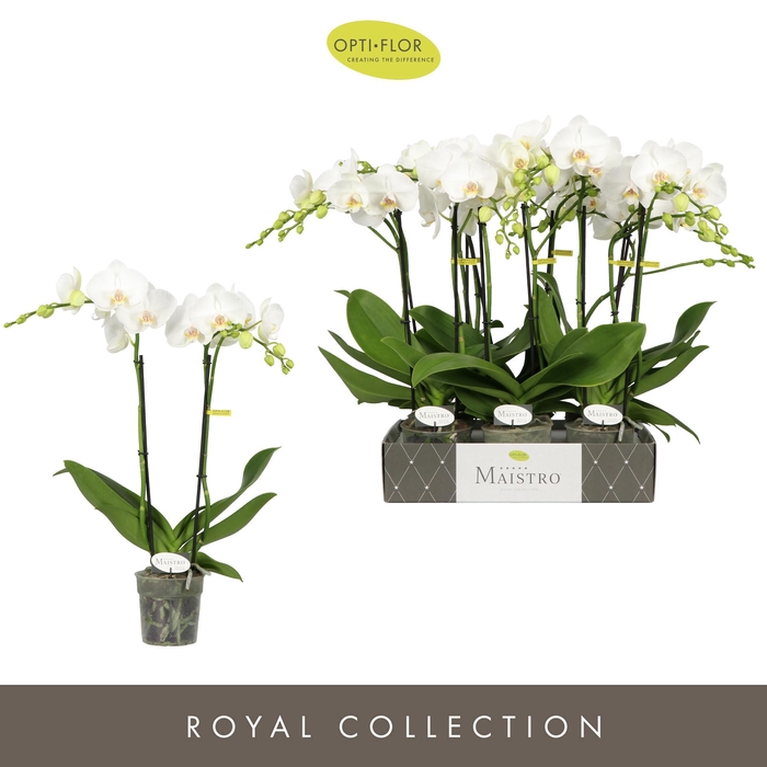 <h4>Maistro Mozart 2 spike 50 cm</h4>