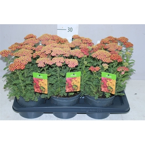 Achillea Millefolium Orange