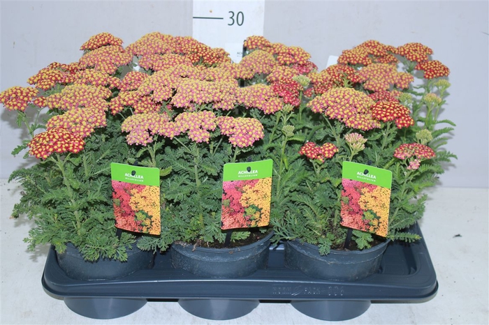 <h4>Achillea Millefolium Orange</h4>