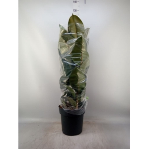 Ficus elastica 'Robusta'