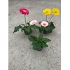 GERBERA-HYBRID P12 1-2 BL