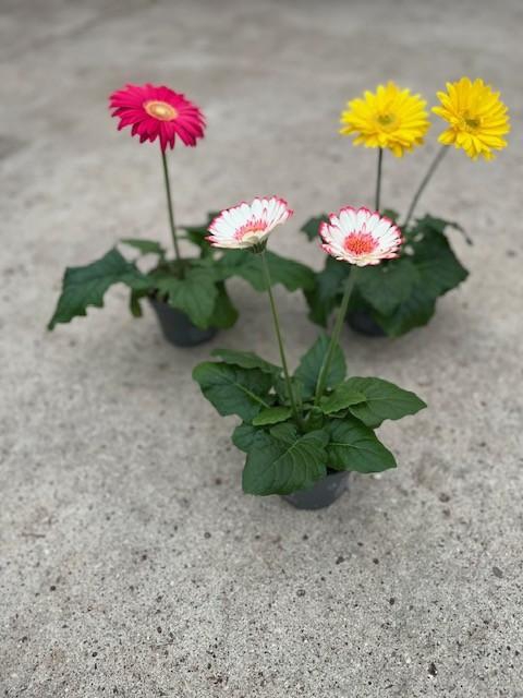 GERBERA-HYBRID P12 1-2 BL