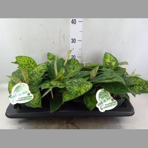 Homalomena  'Camouflage'