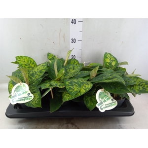 Homalomena  'Camouflage'