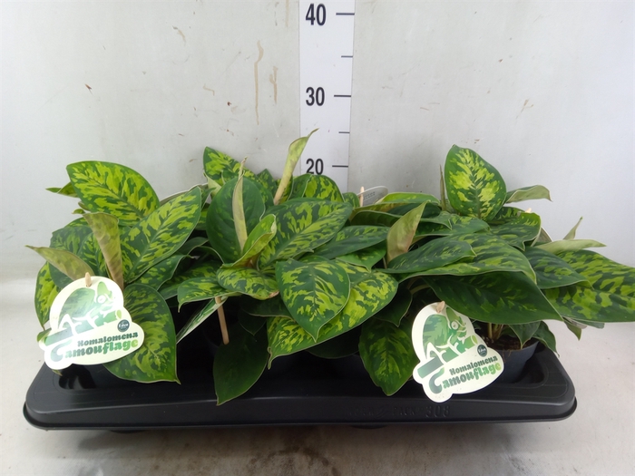 <h4>Homalomena  'Camouflage'</h4>