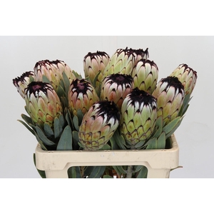 Protea Niobe