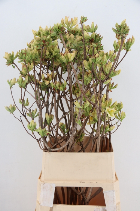 <h4>RHODO. LIME 100CM</h4>