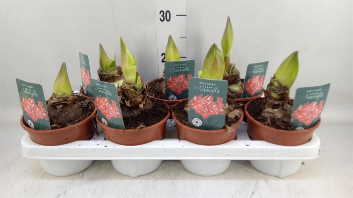 <h4>Hippeastrum   ...</h4>