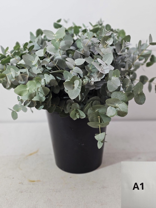 <h4>EUC CINEREA PER STEEL VERTAKT-IT-</h4>