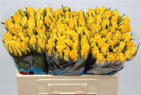 <h4>R Gr Moonwalk</h4>