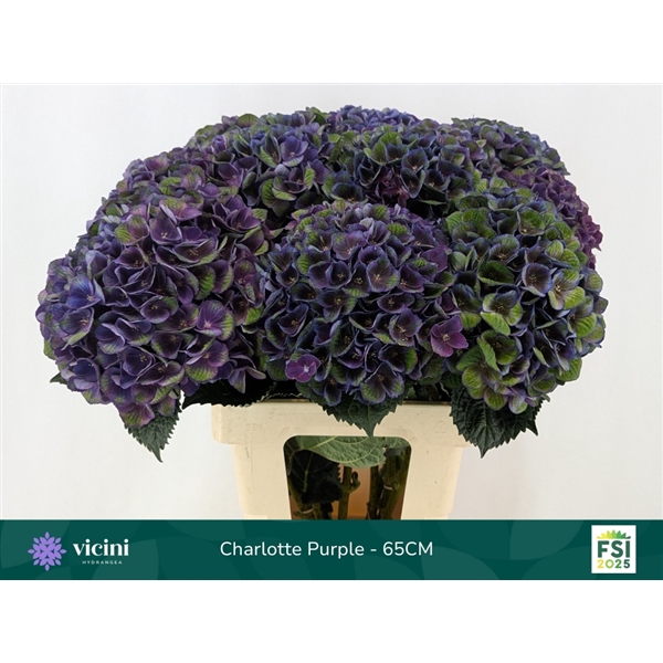 <h4>Hydr Charlotte Purple 65 cm Vicini</h4>