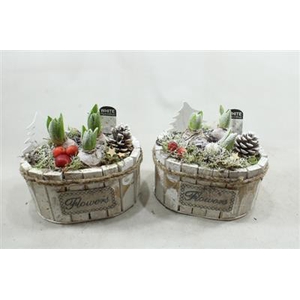 1168 Ovaal Hya Plants