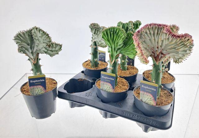 <h4>Euphorbia lactea Cristata</h4>