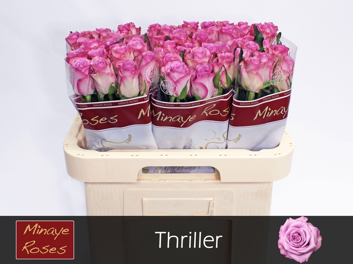 <h4>R GR THRILLER</h4>