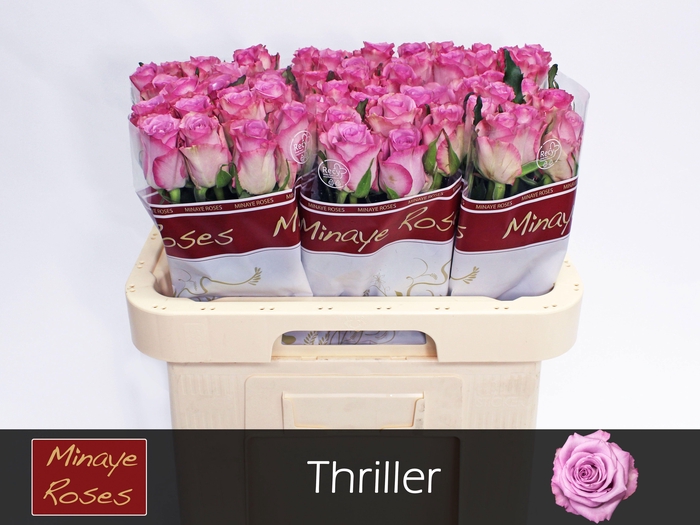 <h4>R Gr Thriller</h4>