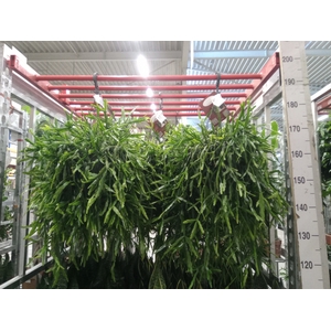 Rhipsalis   ...