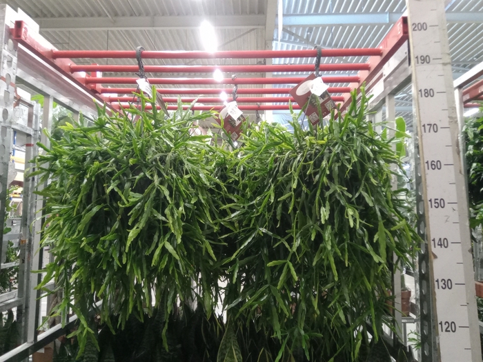 <h4>Rhipsalis   ...</h4>