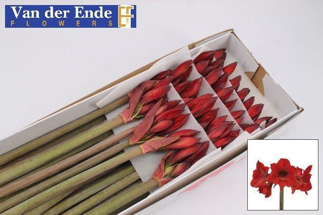 <h4>HIPP CO RAPIDO</h4>