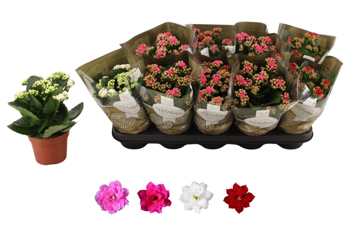 <h4>KAL GE RO GEM 4 KL</h4>