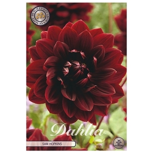 Dahlia Sam Hopkins x1 l