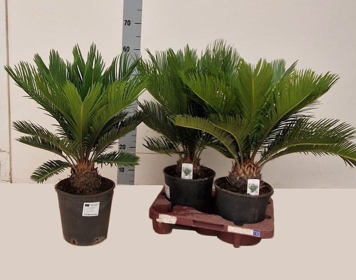 <h4>CYCAS REVOLUTA</h4>