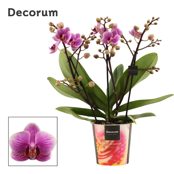 <h4>Phalaenopsis dazzling Diva 3-4 tak (Decorum)</h4>