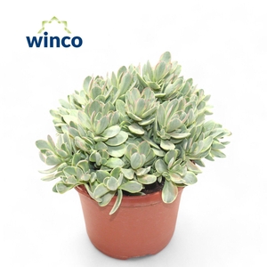 Crassula Rusby Variegata