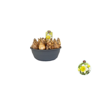 Narcissus Attraction