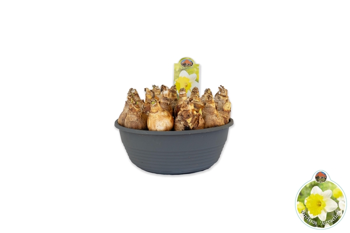 <h4>Narcissus Attraction</h4>