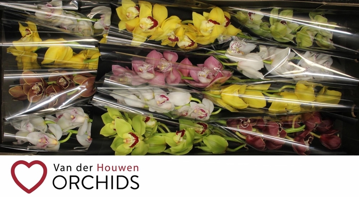 <h4>Gemengd 50 cm.</h4>