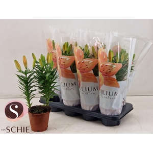 LIL AS ORANGE MATRIX