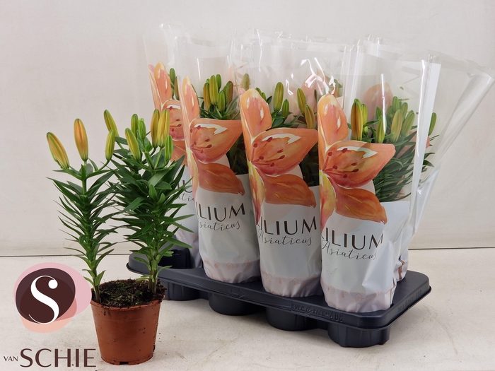 <h4>LIL AS ORANGE MATRIX</h4>