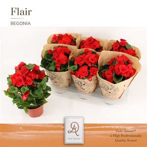 Begonia Baladin P14 Dolc'Amore® Kraft